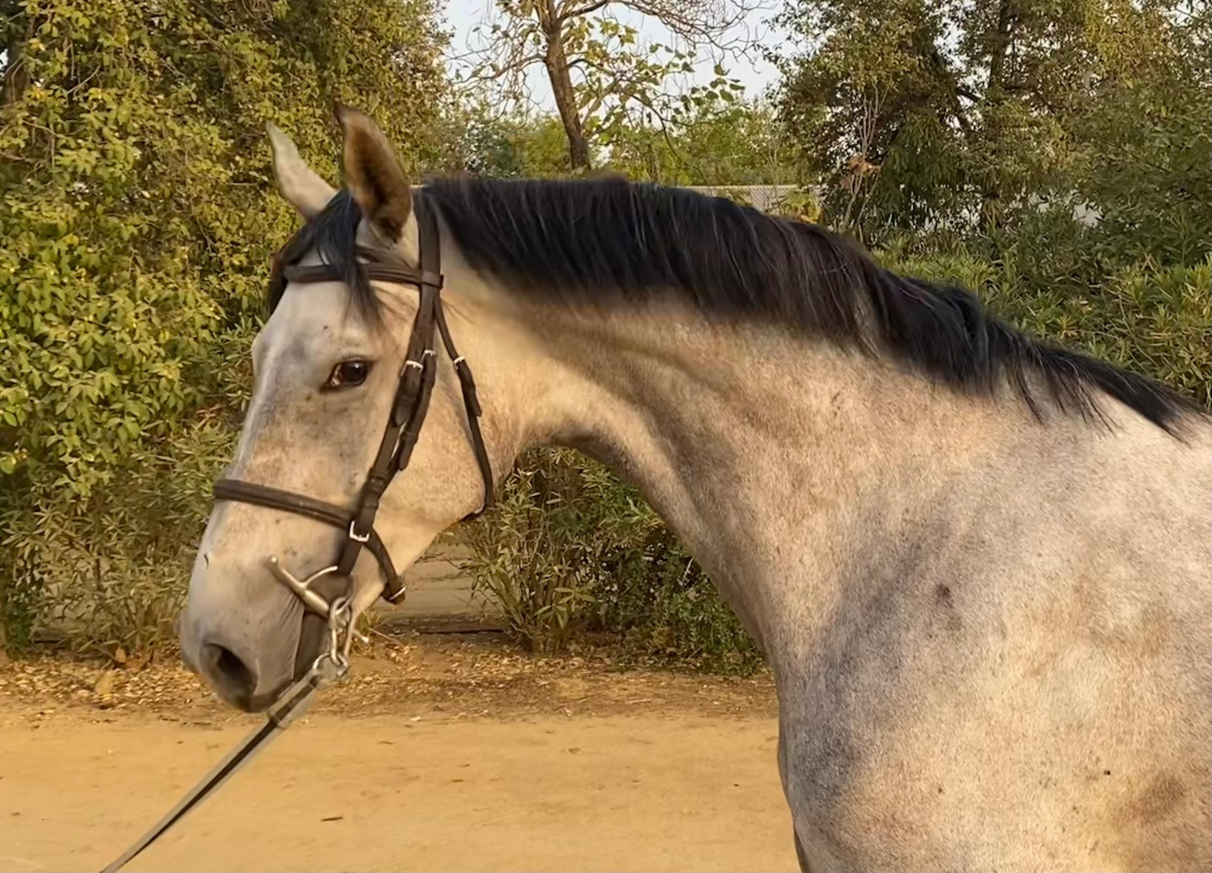 horse